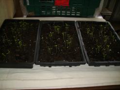 Jessies Mini Garden - Cerise Cherry Tomato Seedlings